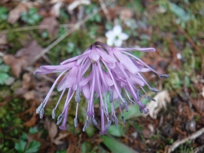 DSCF0039.JPG