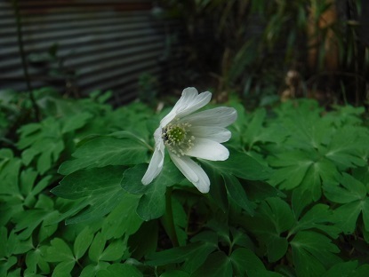 DSCF0065.JPG