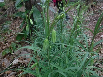 DSCF0067.JPG