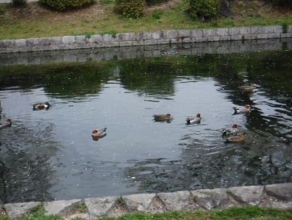 DSCF0190.JPG
