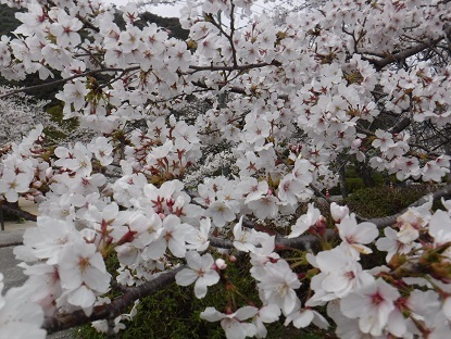 DSCF0198.JPG