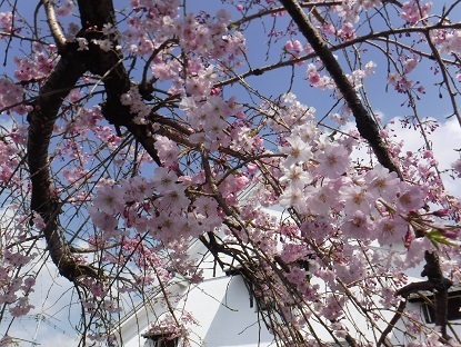 DSCF0260.JPG