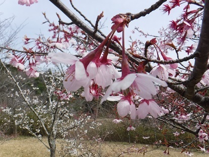 DSCF0377.JPG