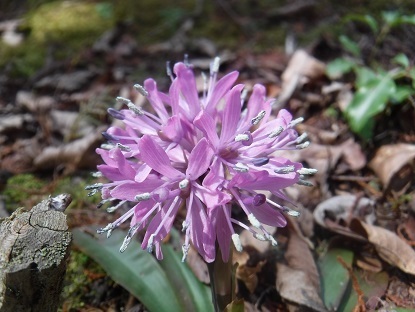 DSCF0420.JPG
