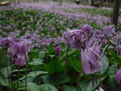 DSCF0457.JPG