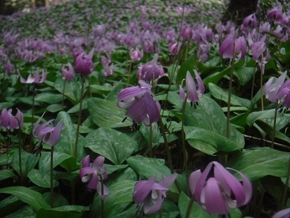 DSCF0461.JPG