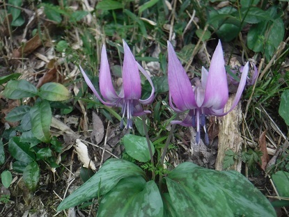 DSCF0471.JPG