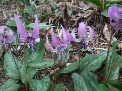 DSCF0473.JPG