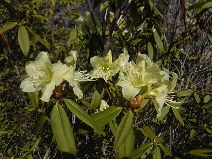 DSCF0528.JPG