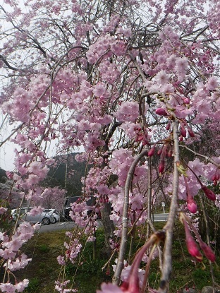 DSCF0592.JPG