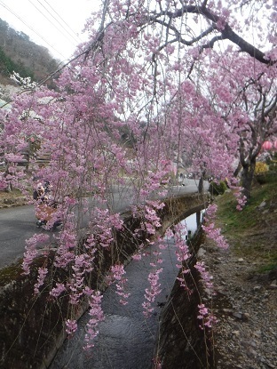 DSCF0600.JPG