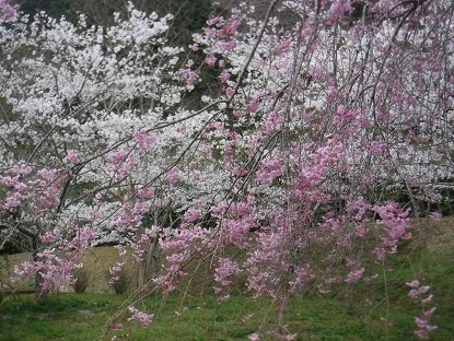 DSCF0603.JPG