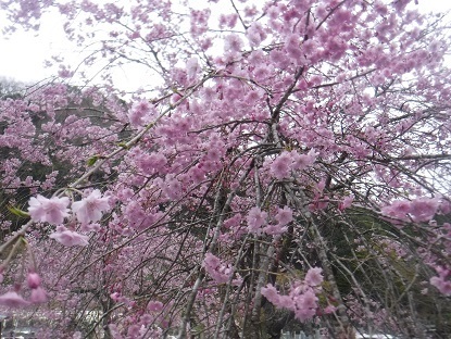 DSCF0604.JPG