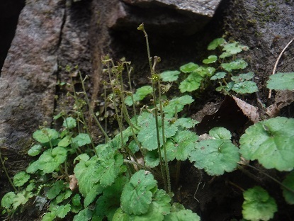 DSCF0638.JPG