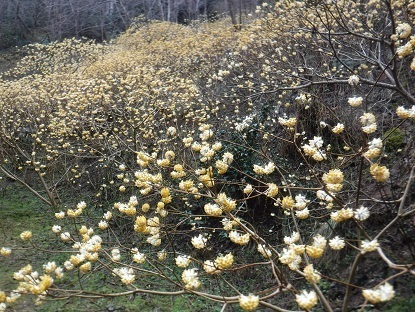 DSCF9917.JPG