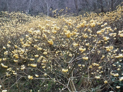 DSCF9918.JPG
