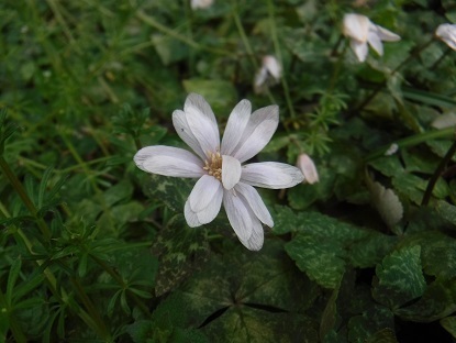 DSCF9996.JPG